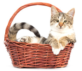 Fototapeta na wymiar cat in a basket on a white background