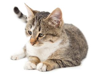 cat on a white background