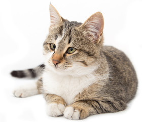 Obraz premium cat on a white background