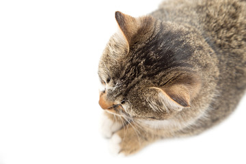 cat on a white background