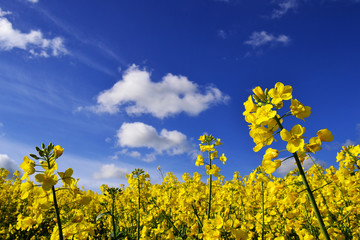 rape seed flowers in field with blue sky and clouds