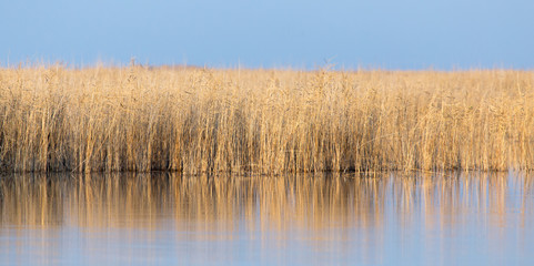 Fototapeta na wymiar reeds on Lake Outdoors