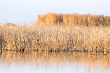 reeds on Lake Outdoors