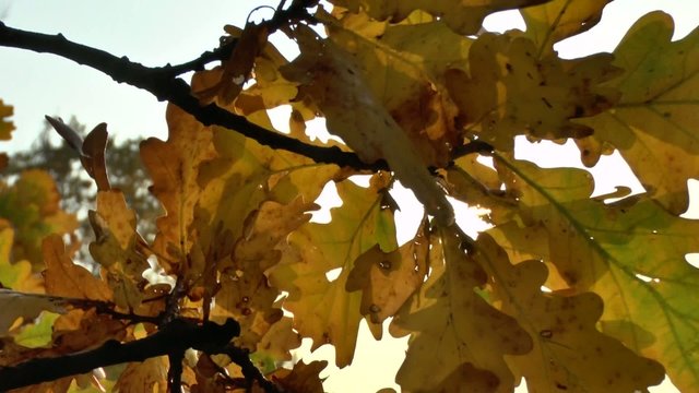 Yellow autumn oak leaves swaying in the wind,