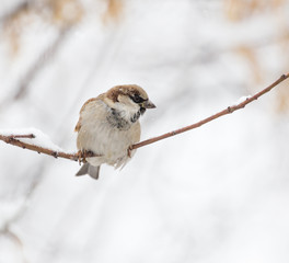 Sparrow winter nature