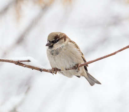 Sparrow winter nature