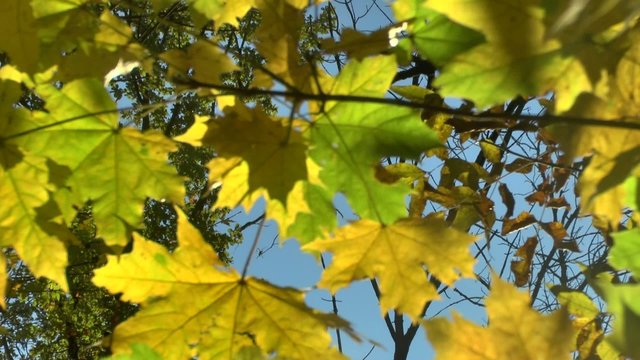 Yellow autumn leaves swaying in the wind