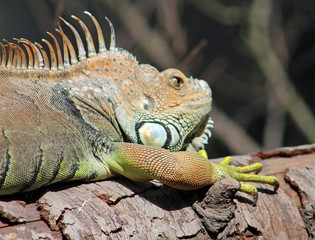 Zoo de Paris Vincennes