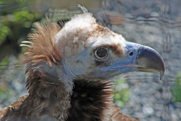 Zoo de Paris Vincennes