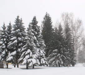 Snow covered fir trees in mountains.