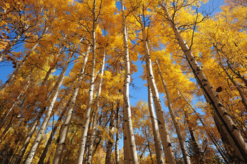 autumn tree