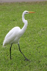 Obraz na płótnie Canvas American white egret - Fairchild Gardens