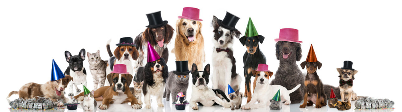 Tierparty