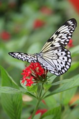 Paper kite/ rice paper butterfly
