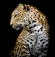 Foto auf Acrylglas Seite des Leoparden © art9858