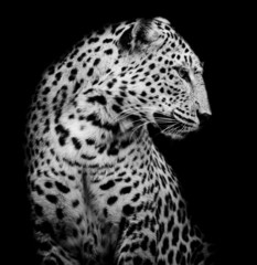 schwarze und weiße Seite von Leopard