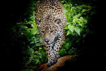 Jaguar marchant dans la forêt