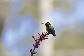 Male Hummingbird posing on a flower