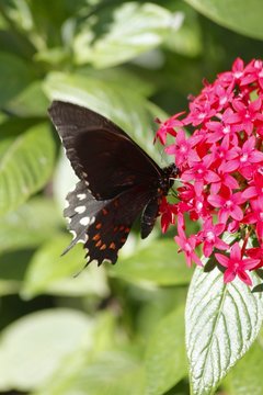 True Cattleheart Butterfly / Parides eurimedes