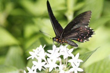 True Cattleheart Butterfly / Parides eurimedes
