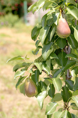close-up young tree with ripe pears