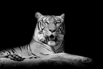Crédence de cuisine en verre imprimé Tigre Tigre en gros plan noir et blanc