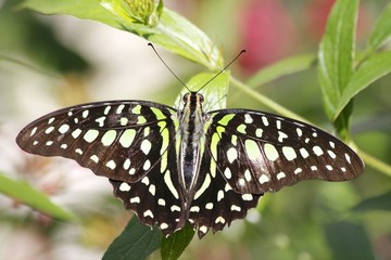 Larger striped swordtail