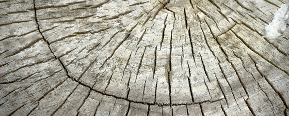 Fototapeta premium cross section of tree trunk