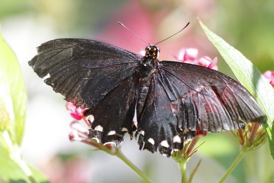 True Cattleheart Butterfly / Parides eurimedes