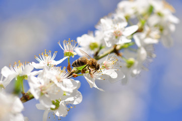 Bee on a blossoming cherry branch