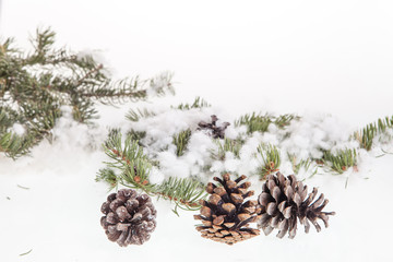 Pine branches with pine cones