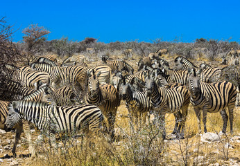 Fototapeta na wymiar Zebras im Etosha-Park