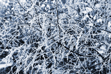 Tree branches covered with hoarfrost fluffy