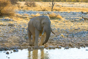 Foto op Aluminium Elefant am Wasserlock, Okaukuejo, Etosha, Namibia © mophoto