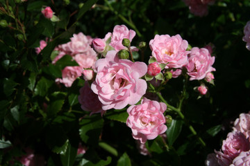 Rosen