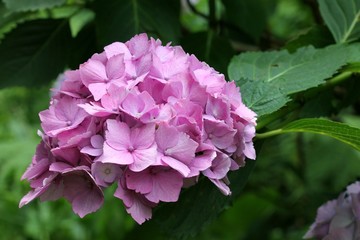 Fototapeta premium Pink hydrangea