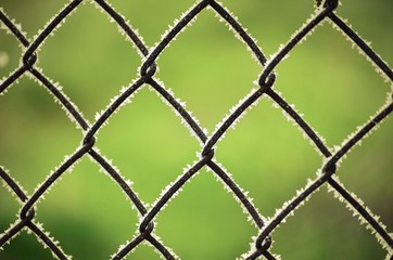 Fototapeta premium frozen fence