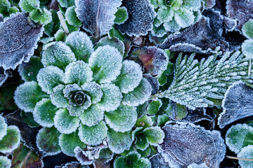 Frosted Leaves