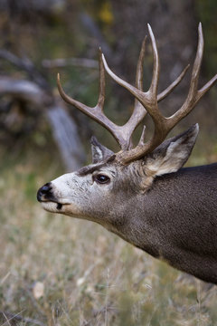 adult male mule deer