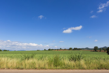 green field