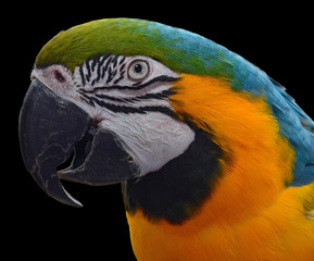 Blue and Gold Macaw