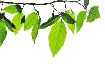 Obraz premium Green leave