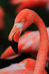 detail of red flamingo head