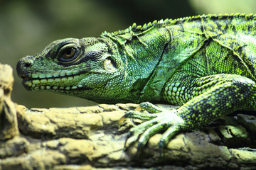 green lizard (small dragon)