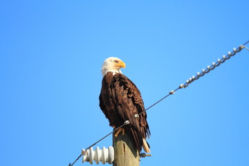 Bald Eagle (Haliaeetus leucocephalus) in Florida, North America