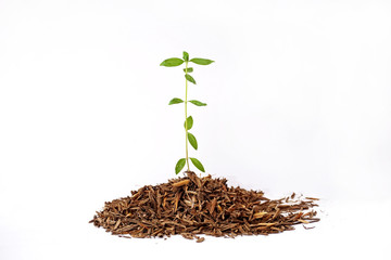Young plant on white background