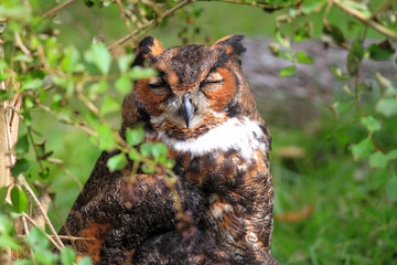 Great Horned Owl (Bubo virginianus) in Florida,America
