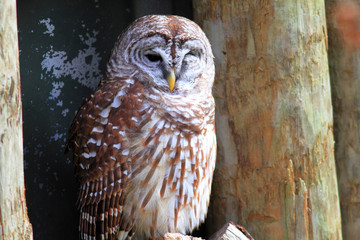 Northern Barred Owl (Strix varia) in  Florida, North America