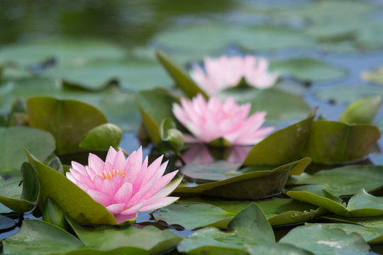 「スイレン」の画像 168,715 件の Stock 写真、ベクターおよびビデオ Adobe Stock