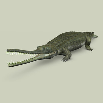 Gavialis gangeticus (Crocodile)